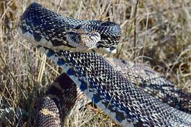 We did not find results for: Serpents Of The Badlands Illinois