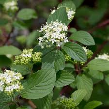 These hardy red twig dogwood have beautiful clusters of white flowers in the spring, loads of lush green leaves in the summer and in the winter, when you expect a drab yard, they put on a fiery show of color with their bright red stems contrasting against the snow. Bailey S Red Twig Dogwood Cornus Stolonifera American Meadows