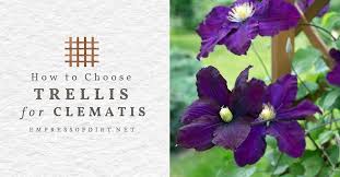 Maybe you would like to learn more about one of these? Tips For Choosing The Right Clematis Trellis