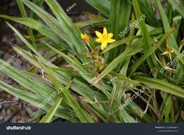 Image result for Hypoxis parvifolia