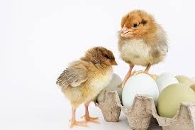 It supplies about 81 % of the total meat and almost 111% egg demand by the domestic market. Solving An Age Old Issue In The Poultry Industry