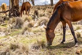 Brumbies don't have native predators. All About The Brumby Australia S Controversial Feral Horse