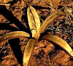 Image result for Entandrophragma caudatum