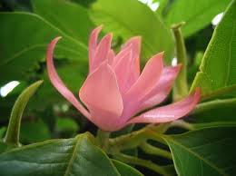 Bunga gading, bunga kantil champak flowers. Bunga Cempaka Merah Harga Sekuntum Rp 2 5 Juta
