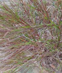 Image result for Aristida canescens