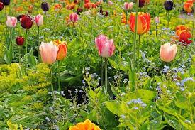 An annual plant is a plant that completes its life cycle, from germination to the production of seeds, within one growing season, and then dies.the length of growing seasons and period in which they take place vary according to geographical location, and may not correspond to the four traditional seasonal divisions of the year. Combining Tulips With Annuals And Perennials