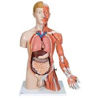 Also anatomy vector human torso available at png transparent variant. Human Torso Anatomical Models Perfect For Classrooms Clinics