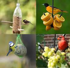 June Bird Of The Month Summer Time Is A Great Time To Feed Wild Birds In The Month Of April To June Thousands Of Wild Birds Cou Bird Feeders Homemade Bird Feeders Wild Bird Feeders