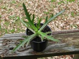 Kalanchoe Elk Antlers World Of Succulents Plants Unusual Plants Backyard Plants