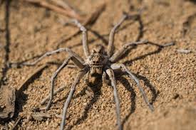 Camel spiders became an internet sensation during the iraq war of 2003, when rumors of their bloodthirsty nature began to circulate online. Want To Know What Kind Of Insects Are Found In Iraq Here S A List Animal Sake
