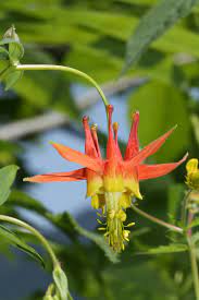 Pin On Delightful Flowers Their Beauty Colors And Design Patterns