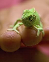 Click The Image To See More Highlighterchameleons Reptile Reptiles Reptilesofinstagram Lizard Lizards Liz Cute Reptiles Chameleon Pet Baby Chameleon