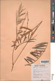 Image result for Tephrosia aequilata