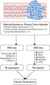 Although cancer coincides with the hot season of summer, they have a very calming, cooling effect, much like their water element. Frontiers Patterns Of Transposable Element Expression And Insertion In Cancer Molecular Biosciences
