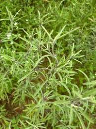 Image result for Dicoma tomentosa