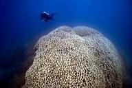 Encounter with an Amazing Pavona Clavus - KSLOFLiving Oceans ...