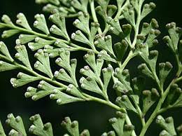 Image result for Lindsaeaceae