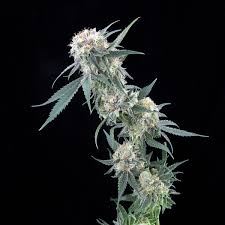 Find your favorite medical and recreational marijuana strains near you. Strains Blog Novel Tree The Novel Tree Marijuana Dispensary Pot Shop In Bellevue