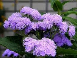Ageratum Houstonianum Ageratum Blue Billygoatweed Bluemink Floss Flower Mexican Ageratum North Carolina Extension Gardener Plant Toolbox