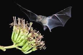 The species is found in el salvador, guatemala, honduras, mexico, and the united states. Mexican Long Tongued Bat Photograph By Craig K Lorenz