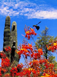 Mexican Bird Of Paradise Arizona Sierra Vista Az Often Called The Hummingbird Capital Of The U S Sonora Desert Beautiful Nature Sierra Vista