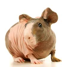 Find guinea pigs for sale via pets4homes. Hairless Guinea Pig Cavia Porcellus Petco