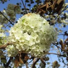 Image result for Hermannia kirkii