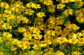 Check spelling or type a new query. 22 Deer Resistant Plants Flowers Deer Proofing Tips Garden Design
