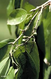 Image result for Rinorea angustifolia