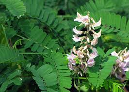 Image result for Abrus fruticulosus