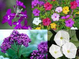 10 piante e fiori per il nostro benessere. 8 Piante Fiorite Gradevolmente Profumate Guida Giardino