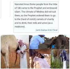 It is also useful in making hair laboratory tests indicate that camel's urine contains potassium, albuminous proteins and small amounts of uric acid, sodium and creatinine. But Let S Take More Of These People Into Europe Anon 9gag