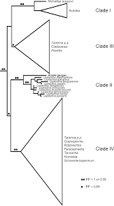Image result for Tricalysia semidecidua