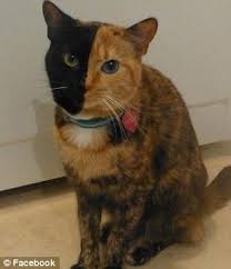 Venus The Chimera Split Face Two Face Odd Eye 2 Diff Color Eyes Internetin Yeni Fenomeni Yuzu Iki Renge Ayrilmis 3 Yasin Pretty Cats Fancy Cats Cats