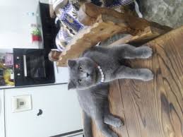 Satilik British Shorthair Panosundaki Pin