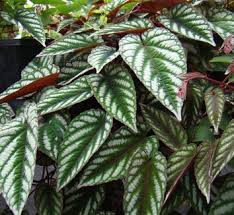 Image result for Cissus glaucophylla