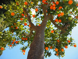 Get the best of the web with zapmeta. Planting And Caring For Fruit Trees A Guide Arborist Now