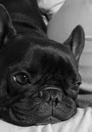 We also have a pet nanny service that will fly your puppy to an airport near you, and ground delivery that will meet you near your home. Puppyfind French Bulldog Michigan Guide Pets News And Review