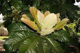 Image result for Chrysophyllum viridifolium
