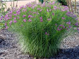 Image result for Vernonia kirkii