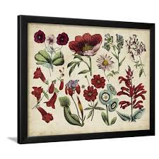 antique botanical chart i framed print wall art