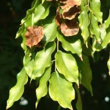 Image result for Pterocarpus rotundifolius