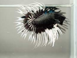 Everybody has agreed that white dragon king crown betta is beautiful and unique betta fish. Is This The Coolest Looking Betta Fish Ever Featured Creature
