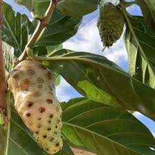 Image result for Morinda