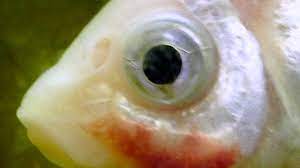 Mozambique On High Alert For Red Spot Disease Among Fish Agrifish Post Online Media