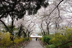 Ada juga acara dan pertunjukan lainnya yang sedang berlangsung. Lokasi Terbaik Untuk Melihat Bunga Sakura Di Korea Selatan 2019 Klook Blog