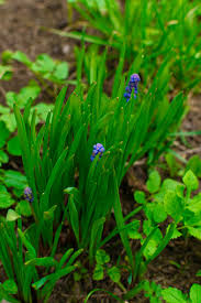 Image result for Hyacinthaceae