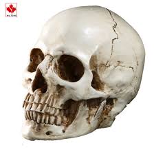 In the tombs of mummies, it was also found in conjunction with natron. Life Size 1 1 Human Skull Replica Resin Model Figurines Anatomical Medical Human Skull China Halloween Figurine And Resin Human Skull Decor Price Made In China Com
