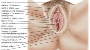 Image result for female sex organ