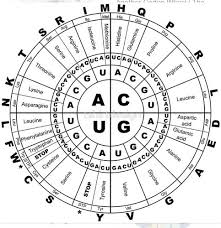 genetic code live flashcards quizlet